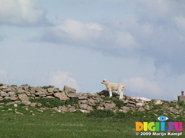 SX03551 Little lamb on rock wall boundary